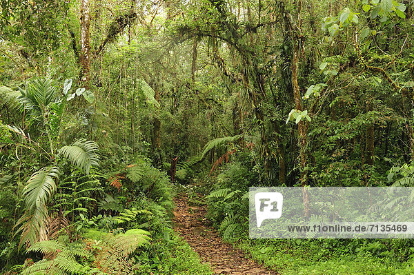 Nationalpark  folgen  Mittelamerika  UNESCO-Welterbe  Panama