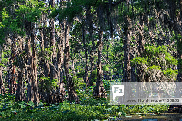 Caddo lake  Texas  USA