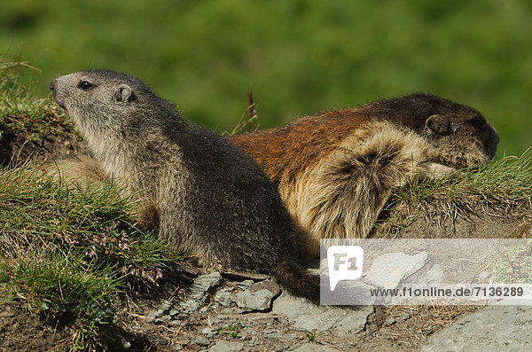 Austria  Kärnten  mamal  alps  animal  marmot  squirrel  rodent  earthwork  alps