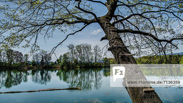 Old Aare  old lake  tree  Büren an der Aare  canton  Bern  climbing tree  Meienried  nature  nature reserve  Switzerland  Europe  water  pond  river