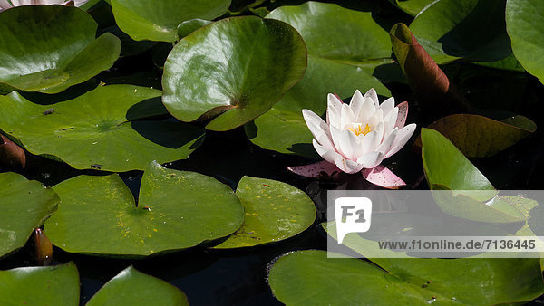 Biotope  flower  blossom  Burgdorf  garden pond  canton  Bern  Nympaea alba  Switzerland  Europe  swimming  leaves  water lily  marshy blossom  pond  water plant  white