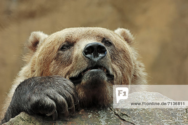 Kodiak bear (Ursus arctos middendorffi)  portrait  native to Alaska  in captivity  Germany  Europe