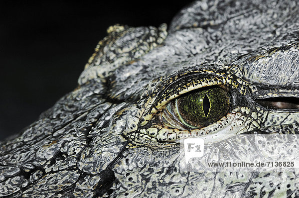 Nilkrokodil (Crocodylus niloticus)  Auge  Vorkommen in Afrika  captive  Deutschland  Europa
