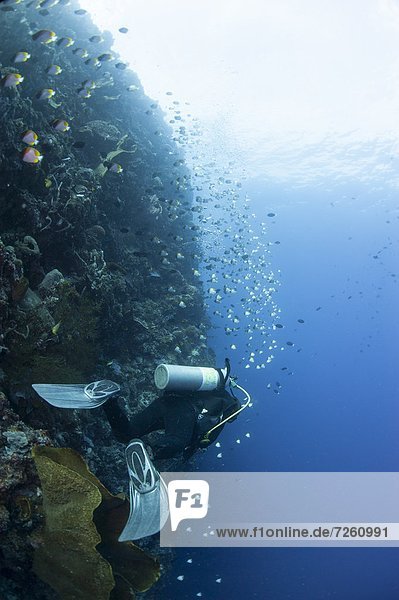 Diver swimming along a wall at Bunaken  Sulawesi  Indonesia  Southeast Asia  Asia