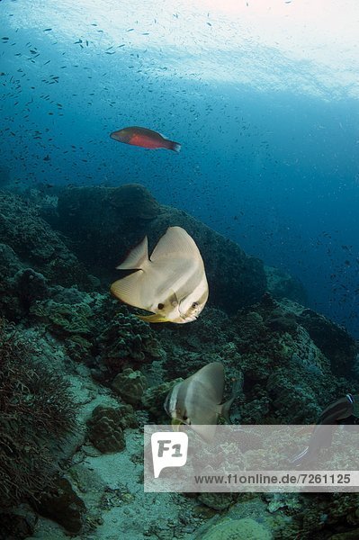 Fledermausfisch Südostasien Asien Thailand