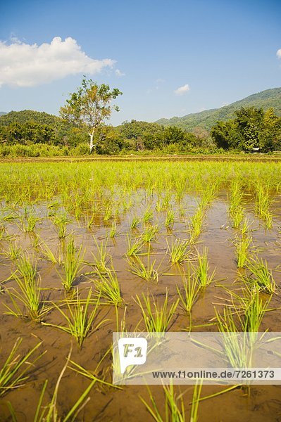 Berg  Landschaft  Feld  Reis  Reiskorn  umgeben  Südostasien  Asien  Thailand