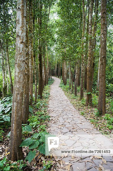 Sohn Weg Wald Südostasien UNESCO-Welterbe Vietnam Asien