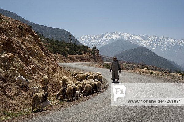A local man herding sheep on a road with the snow capped Atlas Mountains in the background  Morocco  North Africa  Africa