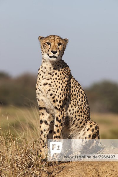 Südliches Afrika Südafrika Afrika