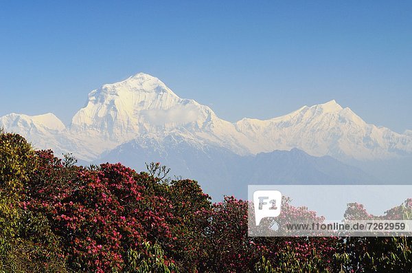 Hügel  Himalaya  Asien  Nepal  Rhododendron