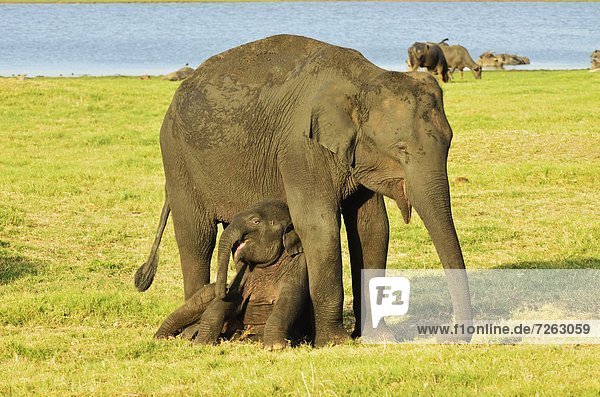 Elefant  Asien  Sri Lanka