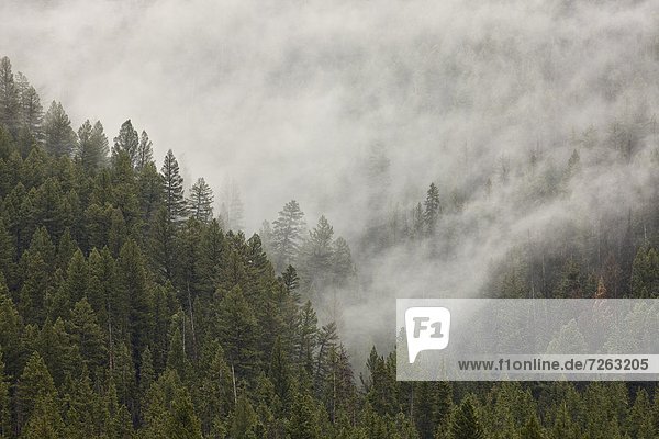 Fog among evergreens  Yellowstone National Park  UNESCO World Heritage Site  Wyoming  United States of America  North America