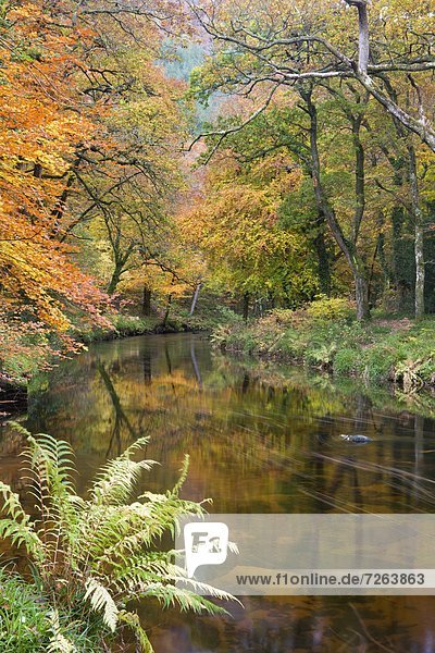 Farbaufnahme  Farbe  Europa  Schönheit  Großbritannien  Brücke  Fluss  Herbst  Devon  England  Linie