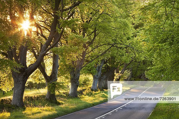 Europa  Sonnenstrahl  Abend  Baum  Großbritannien  Fernverkehrsstraße  Menschenreihe  Buche  Buchen  Dorset  England