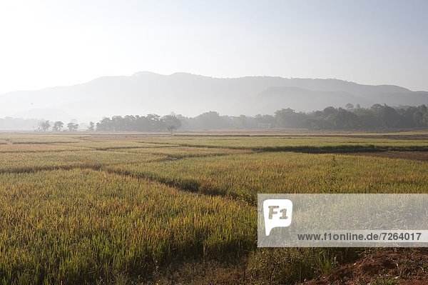 Beleuchtung  Licht  Feld  Reis  Reiskorn  reif  Nachmittag  Asien  Indien