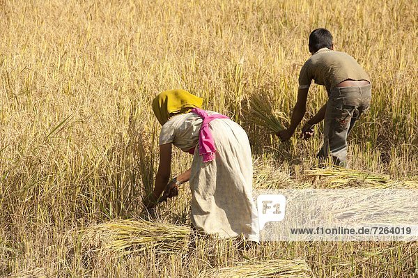 benutzen  Frau  Mann  Messer  ernten  Nutzpflanze  Reis  Reiskorn  jung  Asien  Indien  Orissa