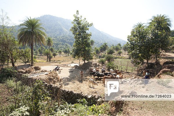Communal village cattle threshing rice by walking on it in Saura tribal village  rural Orissa  India  Asia