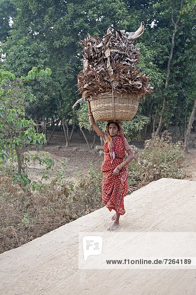 Palmenblatt Frau tragen Korb trocken Dorf rot Asien Indien Sari