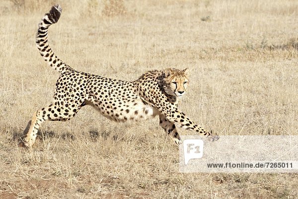 Namibia Afrika