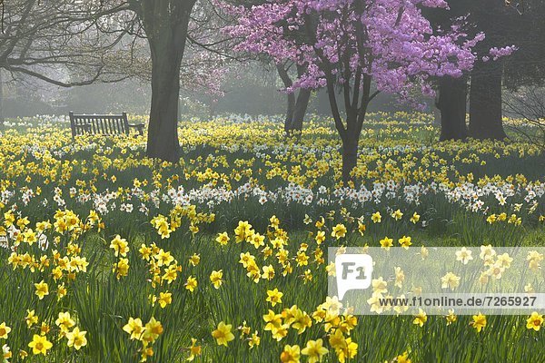 Narzissen und Blüten im Frühjahr  Hampton  Greater London  England  Großbritannien  Europa