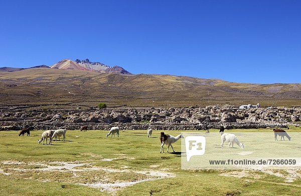 Llamas and alpacas grazing  Tunupa  Bolivia  South America