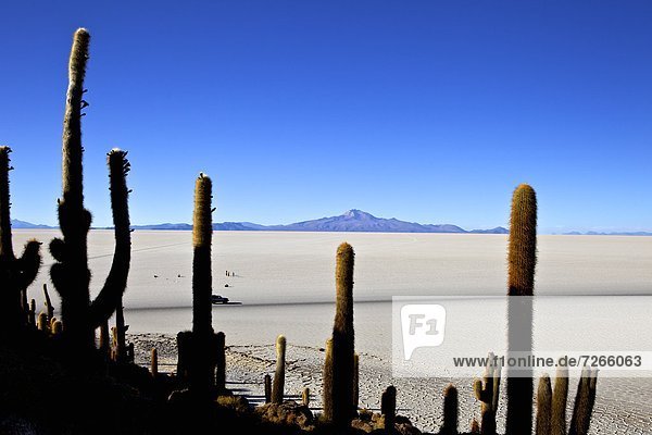 Cacti on Isla de los Pescadores  Volcan Tunupa and the salt flats  Salar de Uyuni  Southwest Highlands  Bolivia  South America