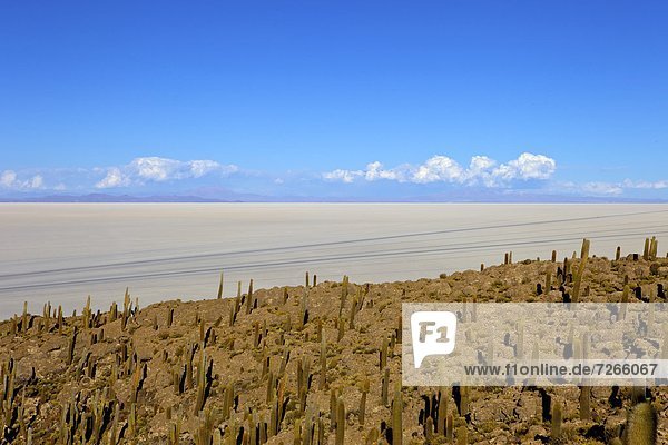 Kaktus  Bolivien  Speisesalz  Salz  Südamerika