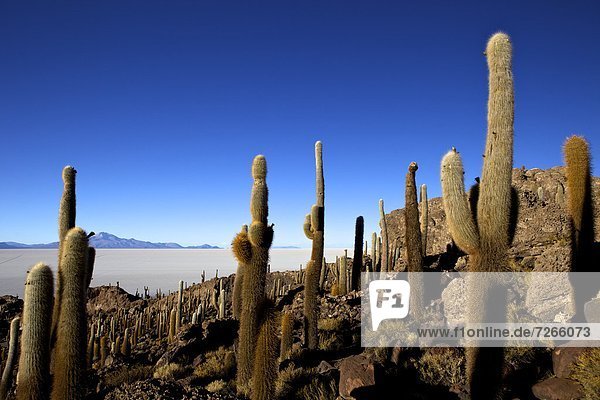 Cacti on Isla de los Pescadores and the salt flats of Salar de Uyuni  Southwest Highlands  Bolivia  South America