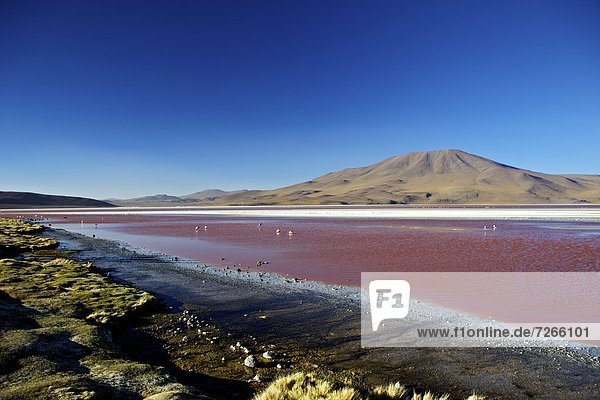 Flamingos on Laguna Colorada (Red Lagoon)  Eduardo Avaroa Andean Fauna National Reserve  Southwest Highlands  Bolivia  South America