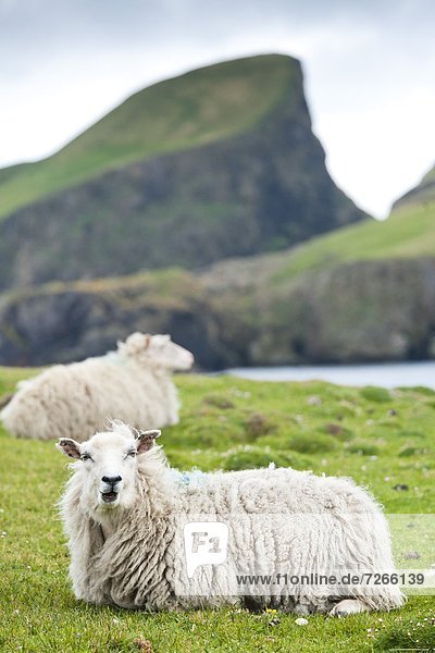 Domestic sheep. Fair Isle  Shetland Islands  Scotland  United Kingdom  Europe