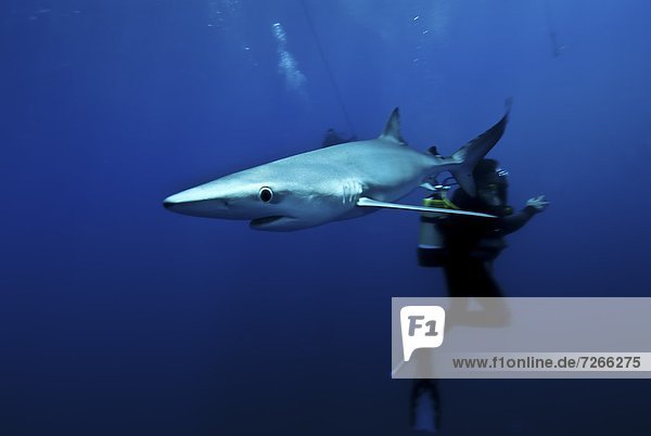 Blue shark (Prionace glauca) in the Azores  Portugal  Atlantic  Europe