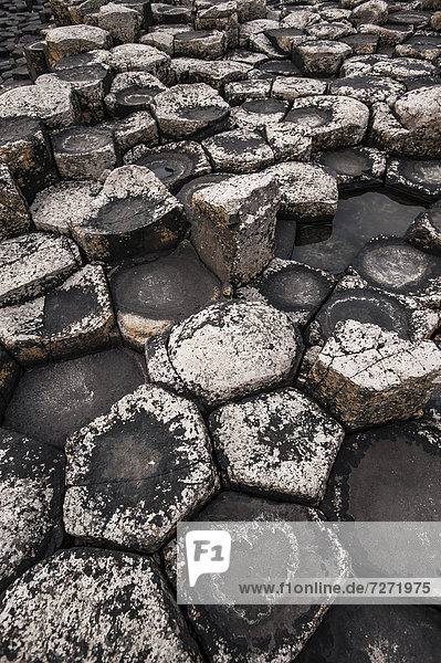 Basaltfelsen  Steinterrasse aus Hexagonen  Giant's Causeway  Coleraine  Nordirland  Großbritannien  Europa