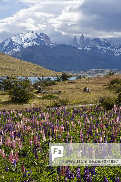 Buntes Lupinenfeld (Lupinus) mit Blick auf die Gipfel der Granitberge Torres del Paine im Nationalpark Torres del Paine  Region Magallanes Antartica  Patagonien  Chile  Südamerika  Lateinamerika  Amerika