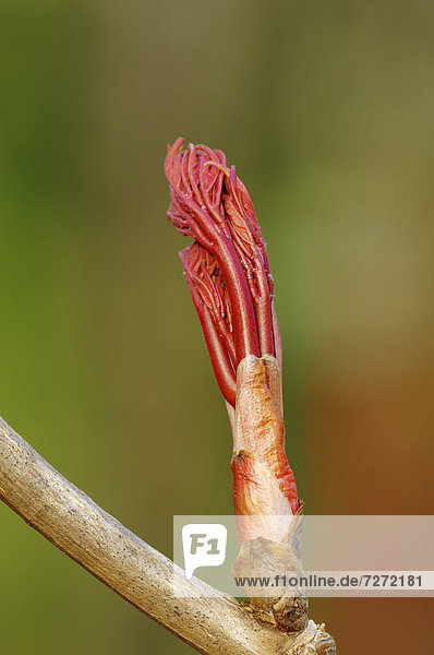 Berg-Ahorn  Bergahorn (Acer pseudoplatanus)  Blattknospe  Nordrhein-Westfalen  Deutschland  Europa