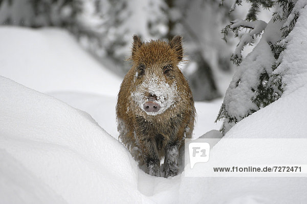 Wildschwein  Schwarzwild (Sus scrofa)  Frischling steht im Schnee  Tierfreigelände Nationalpark Bayerischer Wald  Bayern  Deutschland  Europa