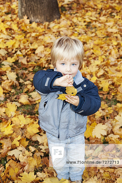 Dreijähriger Junge mit einem Herbstblatt in der Hand
