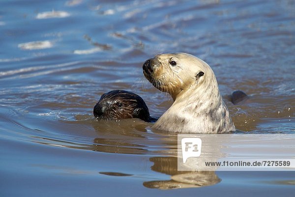 Otter  Lutrinae  halten  Meer  Kalifornien  Monterey Bay  Baby