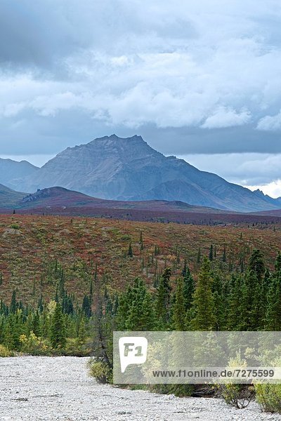 Farbaufnahme  Farbe  Denali Nationalpark  Alaska