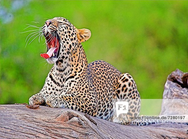 sitzend zeigen Raubkatze Leopard Panthera pardus gähnen Ansicht Detail Details Ausschnitt Ausschnitte Kenia