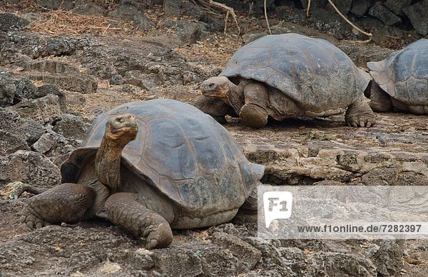 Insel  Galapagosinseln  Landschildkröte  Schildkröte  Ecuador  Highlands  Südamerika