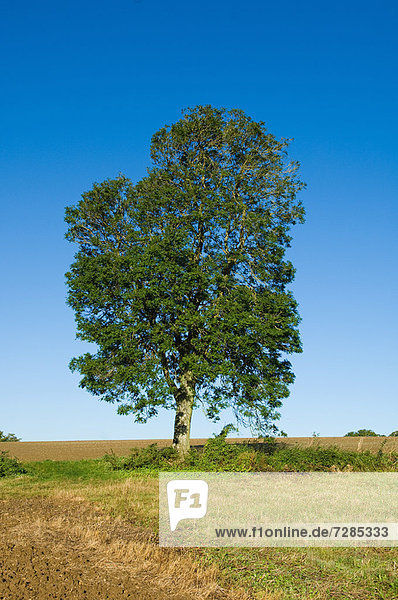 Der Baum wächst im grasbewachsenen  ländlichen Feld
