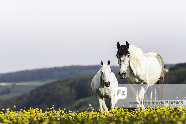 Weiße Pferde  die im Blumenfeld spazieren gehen