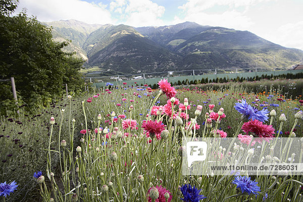 Field of flowers in rural landscape