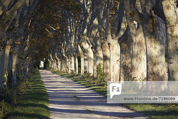 Platanenallee im Herbst  Saint-Rémy-de-Provence  Frankreich