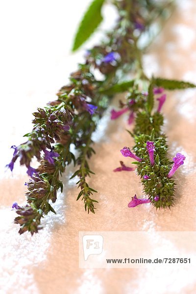 Heil-Ziest  Stachys officinalis  und Eisenkraut  Verbena officinalis