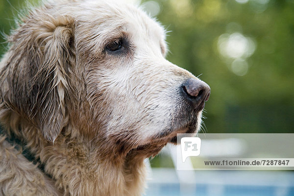 Senior  Senioren  sehen  Hund  wegsehen  Reise