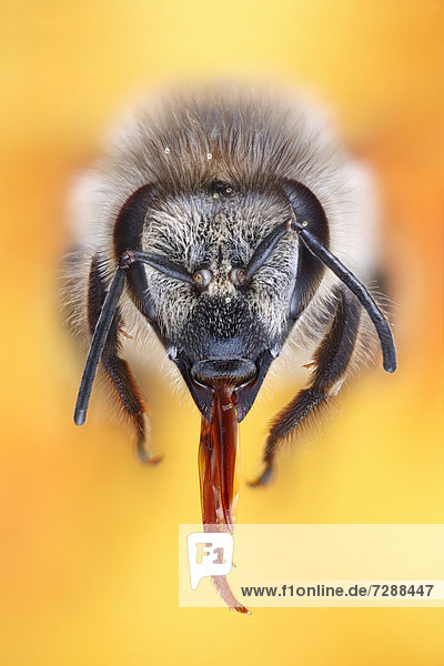 Kopf einer Honigbiene (Apis mellifera) mit ausgefahrenem Saugrüssel  Makroaufnahme