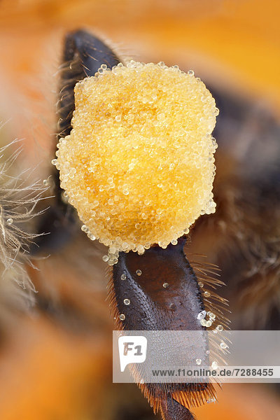 Pollen package at the leg of a honey bee (Apis mellifera)  extreme close-up