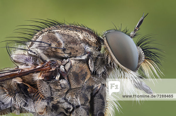 Kopf einer Gemeinen Raubfliege (Tolmerus atricapillus)  Makroaufnahme