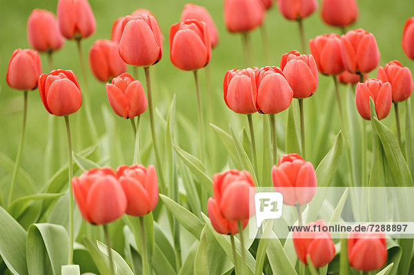 Rote Tulpen (Tulipa)  Schweden  Europa